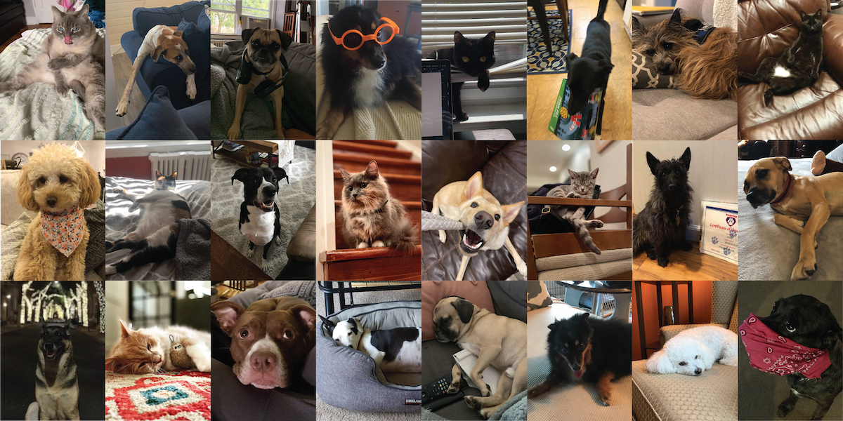 GLOBO Pets